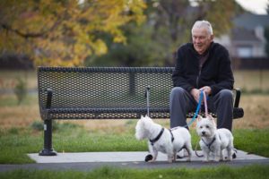 elderly man sitting on park bench with dogs